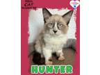 Adopt Hunter a Ragdoll / Mixed (short coat) cat in Kingman, AZ (41550440)