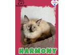 Adopt Harmony a Ragdoll / Mixed (short coat) cat in Kingman, AZ (41550439)