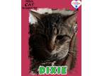 Adopt Dixie a Domestic Shorthair / Mixed (short coat) cat in Kingman
