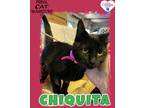 Adopt Chiquita a Domestic Shorthair / Mixed (short coat) cat in Kingman