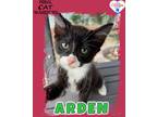 Adopt Arden a Domestic Mediumhair / Mixed (short coat) cat in Kingman