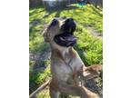 Adopt Huey a Tan/Yellow/Fawn Boxer / Labrador Retriever / Mixed dog in San