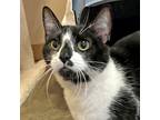 Adopt Dexter a Domestic Shorthair / Mixed cat in Walnut Creek, CA (41549387)