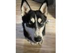 Adopt Azul a Black - with White Husky dog in Marysville, WA (41529695)
