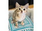 Adopt Kali a Domestic Shorthair / Mixed cat in Novato, CA (41550399)
