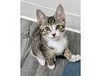 Adopt Pacha a Domestic Shorthair / Mixed cat in Novato, CA (41550398)