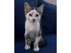 Adopt Kuzco a Domestic Shorthair / Mixed cat in Novato, CA (41550397)