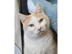 Adopt Jacks a Domestic Shorthair / Mixed cat in Novato, CA (41549361)