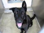 Adopt NOLA a Black German Shepherd Dog / Mixed dog in Tustin, CA (41490512)