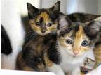 Adopt CYNTHIA a Tortoiseshell Domestic Mediumhair / Mixed (medium coat) cat in