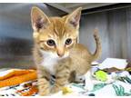 Adopt CANDY a Orange or Red Domestic Mediumhair / Mixed (medium coat) cat in