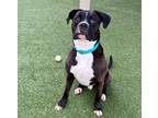 Adopt Lukas a Boxer / Mixed dog in Columbia, IL (41500716)