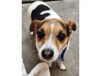 Adopt Roscoe a Mixed Breed (Small) / Mixed dog in Spokane Valley, WA (41550393)