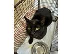 Adopt Craig a Domestic Shorthair / Mixed cat in Spokane Valley, WA (41550391)