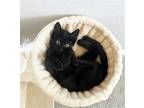 Adopt Mr Whiskers a All Black Domestic Shorthair / Mixed cat in ROWLETT