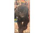 Adopt Luna a Black Goldendoodle / Poodle (Miniature) / Mixed dog in San Mateo