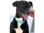 Adopt Zippy* a Black Labrador Retriever dog in Kingman, AZ (41550385)