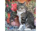 Adopt Wally a Brown Tabby Domestic Shorthair (short coat) cat in Greensburg