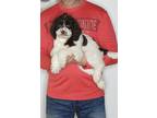 Adopt Wilma a White - with Brown or Chocolate English Springer Spaniel / Poodle