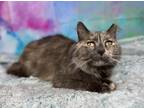 Adopt Astrid a Tortoiseshell Domestic Shorthair (short coat) cat in Greensburg