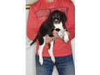 Adopt Walter a Brown/Chocolate - with White English Springer Spaniel / Mixed dog