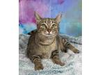 Adopt Sparrow a Brown Tabby Domestic Shorthair (short coat) cat in Greensburg