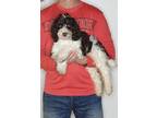 Adopt Wilson a White - with Brown or Chocolate English Springer Spaniel / Poodle