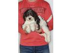 Adopt Webster a White - with Brown or Chocolate English Springer Spaniel /
