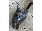 Adopt Grumpy a Gray or Blue Domestic Shorthair / Mixed (short coat) cat in Seal