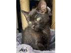 Adopt Ari a All Black Domestic Shorthair / Mixed (short coat) cat in Seal Beach