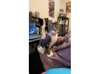 Adopt Boo a Gray, Blue or Silver Tabby Tabby / Mixed (short coat) cat in