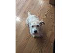 Adopt Benji a Tan/Yellow/Fawn Cairn Terrier / Mixed dog in Omaha, NE (41550180)
