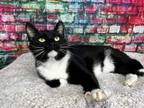 Adopt James a Black & White or Tuxedo Domestic Shorthair (short coat) cat in