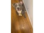 Adopt Phantom a Gray/Blue/Silver/Salt & Pepper American Pit Bull Terrier /