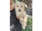 Adopt Jax a White Cockapoo / Mixed dog in Temecula, CA (41550020)