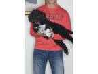 Adopt Moose a Black - with White Bernedoodle / Miniature Poodle / Mixed dog in