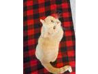 Adopt Tyson a Tan or Fawn Tabby Domestic Shorthair (short coat) cat in Carlisle