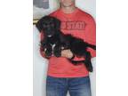 Adopt Tank a Black - with White Bernedoodle / Miniature Poodle / Mixed dog in