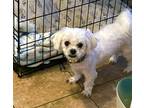 Adopt JOURNEY a White Shih Tzu / Mixed dog in Charlotte, NC (41545017)