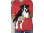 Adopt Buckeye a Tricolor (Tan/Brown & Black & White) Australian Shepherd /