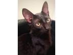 Adopt Noodle a All Black Domestic Shorthair / Mixed (short coat) cat in Dayton