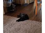 Adopt Pepper a All Black Domestic Mediumhair / Mixed (medium coat) cat in