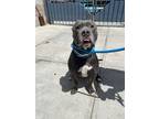 Adopt Knox a Mixed Breed (Medium) / Mixed dog in New York, NY (41549992)