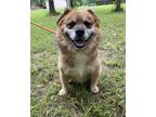 Adopt Chow a Red/Golden/Orange/Chestnut - with White Chow Chow / Mixed dog in