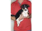 Adopt Daisy a Tricolor (Tan/Brown & Black & White) Australian Shepherd / Border