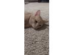 Adopt Kyo a Tan or Fawn Tabby Tabby / Mixed (medium coat) cat in Gaithersburg
