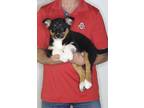 Adopt Lucy a Tricolor (Tan/Brown & Black & White) Australian Shepherd / Border