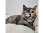 Adopt Rampart a Tortoiseshell Domestic Longhair (long coat) cat in Greensburg