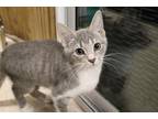 Adopt Bubbles a Gray or Blue (Mostly) Domestic Shorthair / Mixed (short coat)