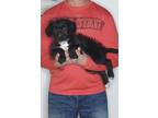 Adopt Zoey a Black - with White Bernedoodle / Miniature Poodle / Mixed dog in